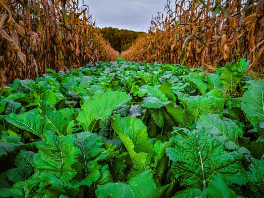 Bombshell™ Food Plot Seed
