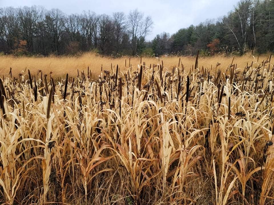 Japanese Millet Food Plot Seed