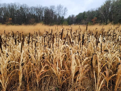 Japanese Millet Food Plot Seed