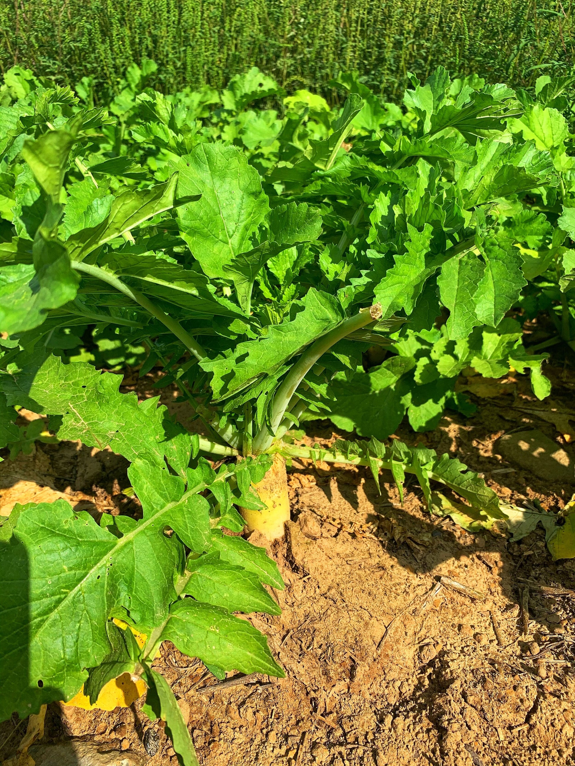Illicit™ Food Plot Seed
