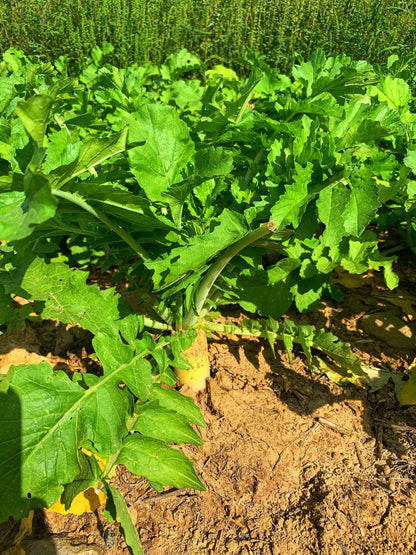 Illicit™ Food Plot Seed