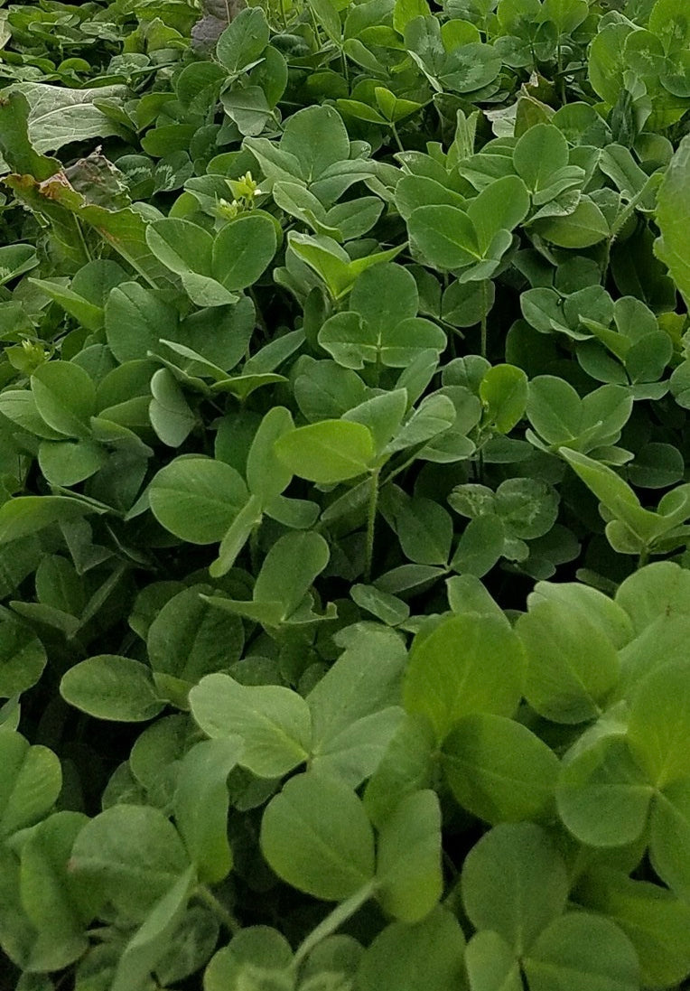 Comeback Kid™ Food Plot Seed