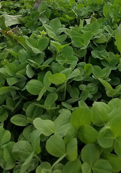 Comeback Kid™ Food Plot Seed