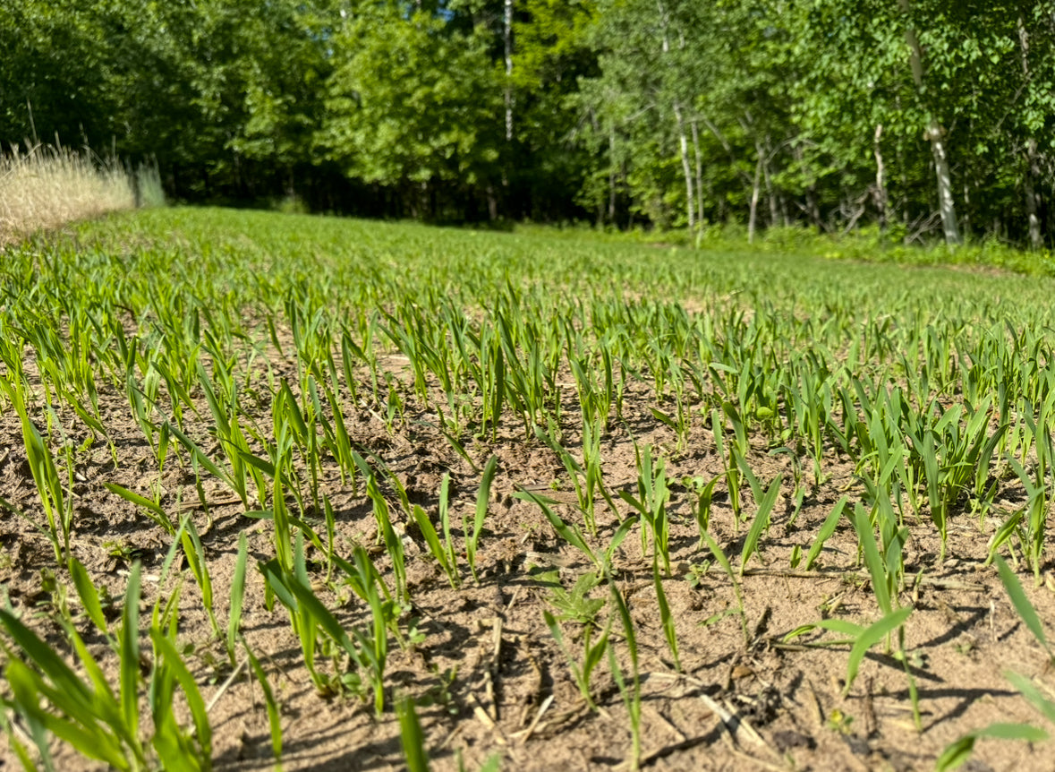 Winter Rye Food Plot Seed