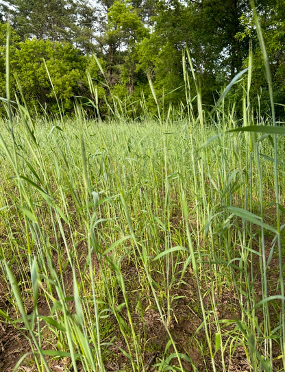 Winter Rye Food Plot Seed