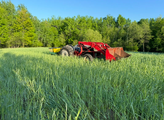 Winter Rye Food Plot Seed