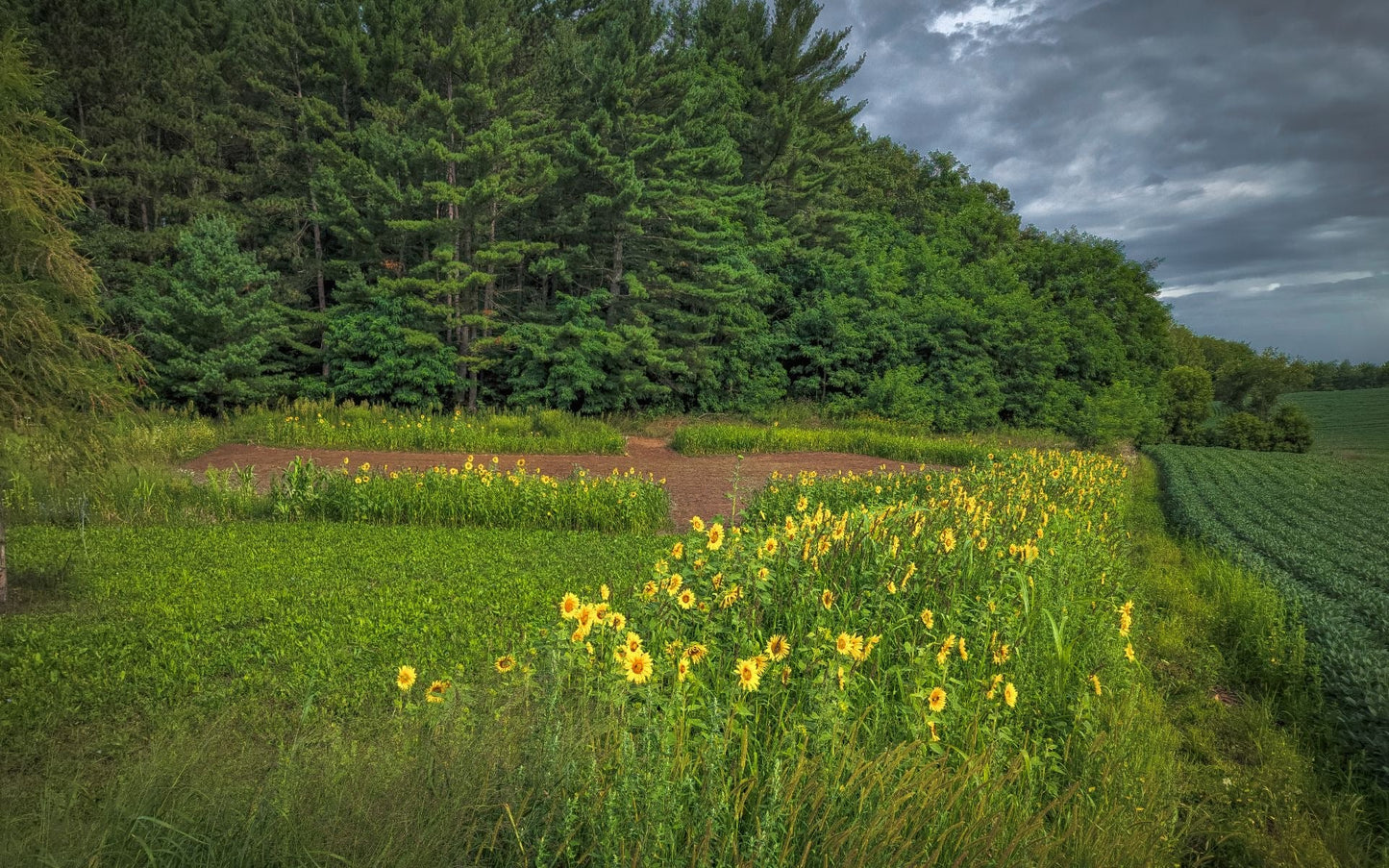 Domain Outdoor Dirty Bird™ Food Plot Seed