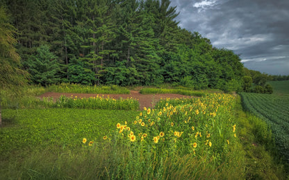 Domain Outdoor Dirty Bird™ Food Plot Seed