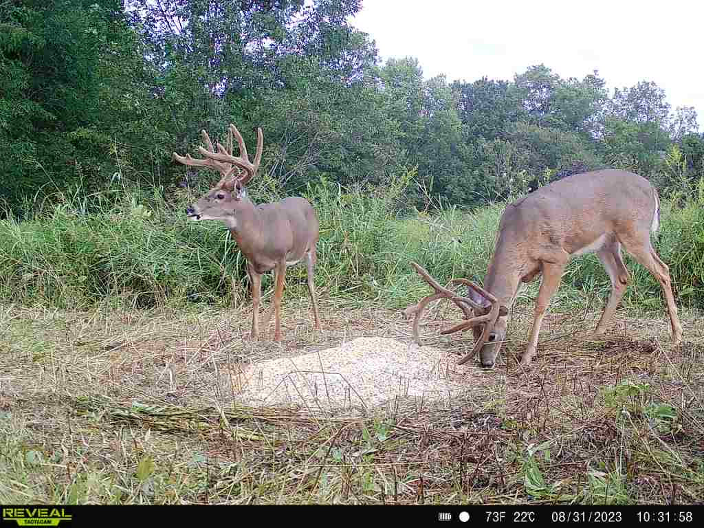 Pre-Game™ Deer Feed