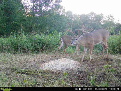 Pre-Game™ Deer Feed