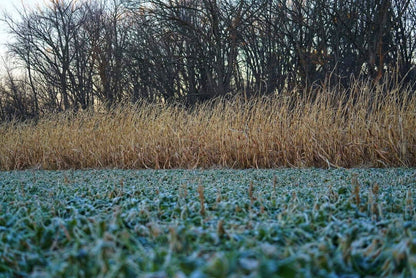 Incognito™ Food Plot Seed