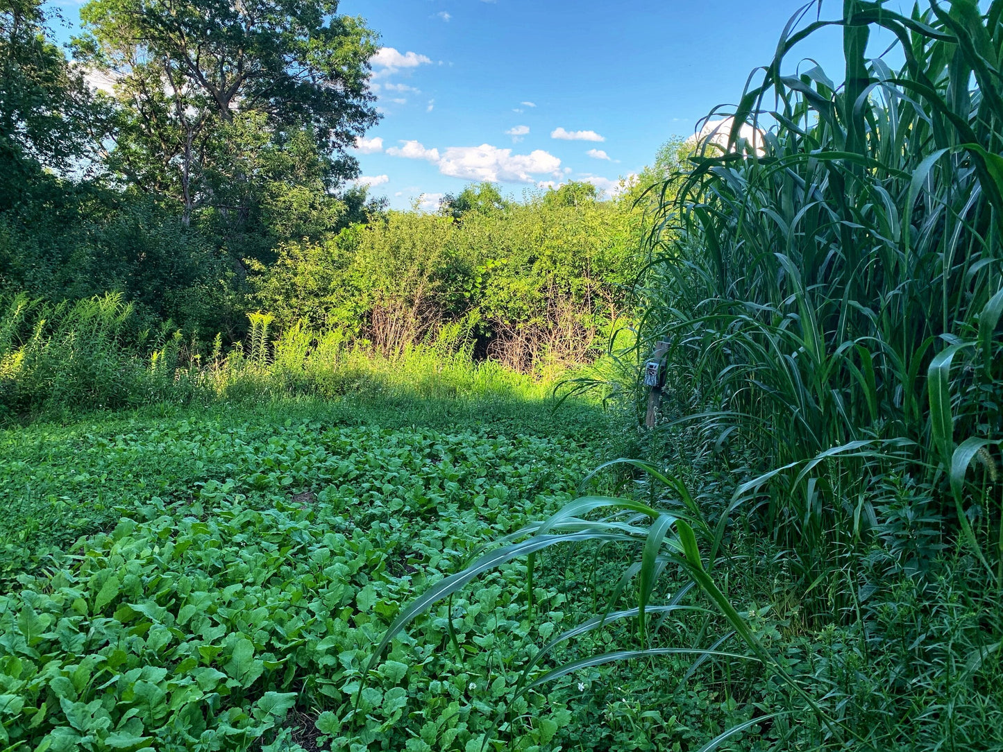 Incognito™ Food Plot Seed