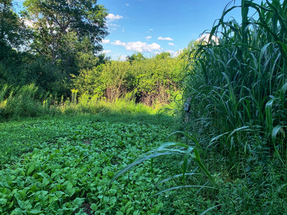 Incognito™ Food Plot Seed