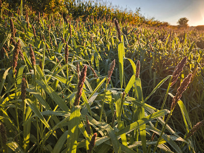 Landing Strip™ Food Plot Seed