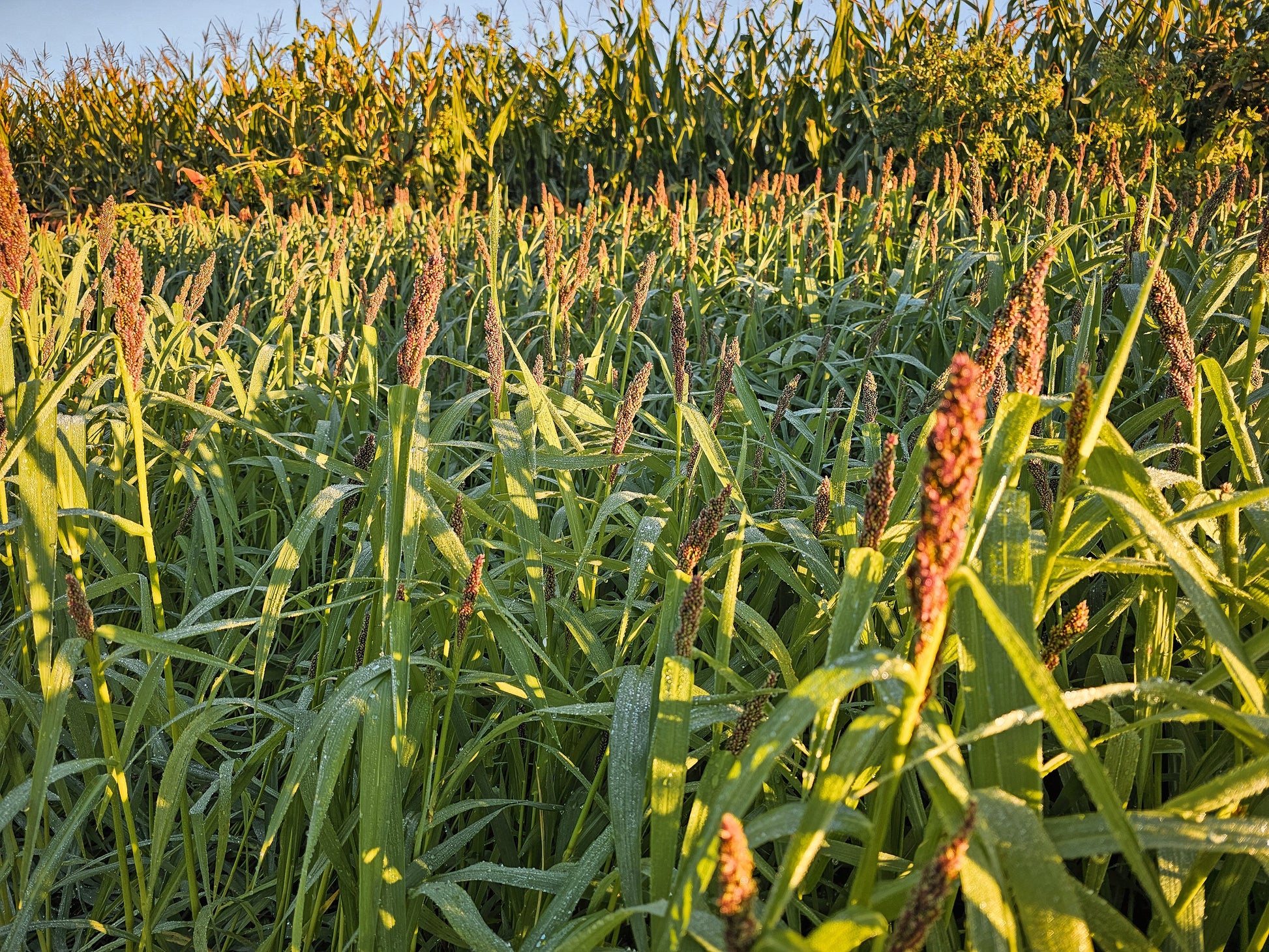 Landing Strip™ Food Plot Seed