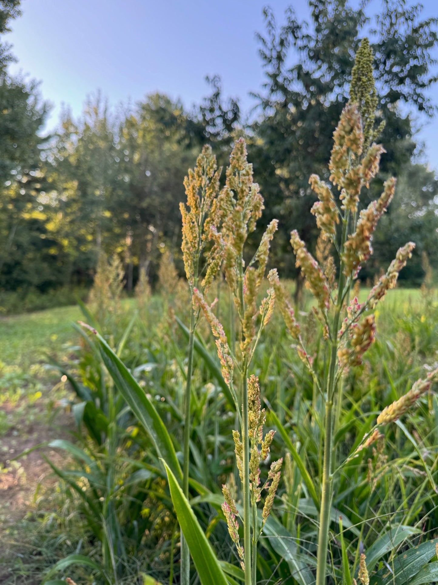 Milo Food Plot Seed