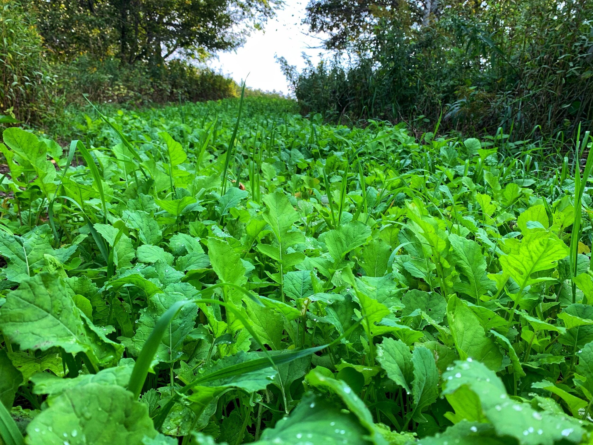 No BS™ Food Plot Seed