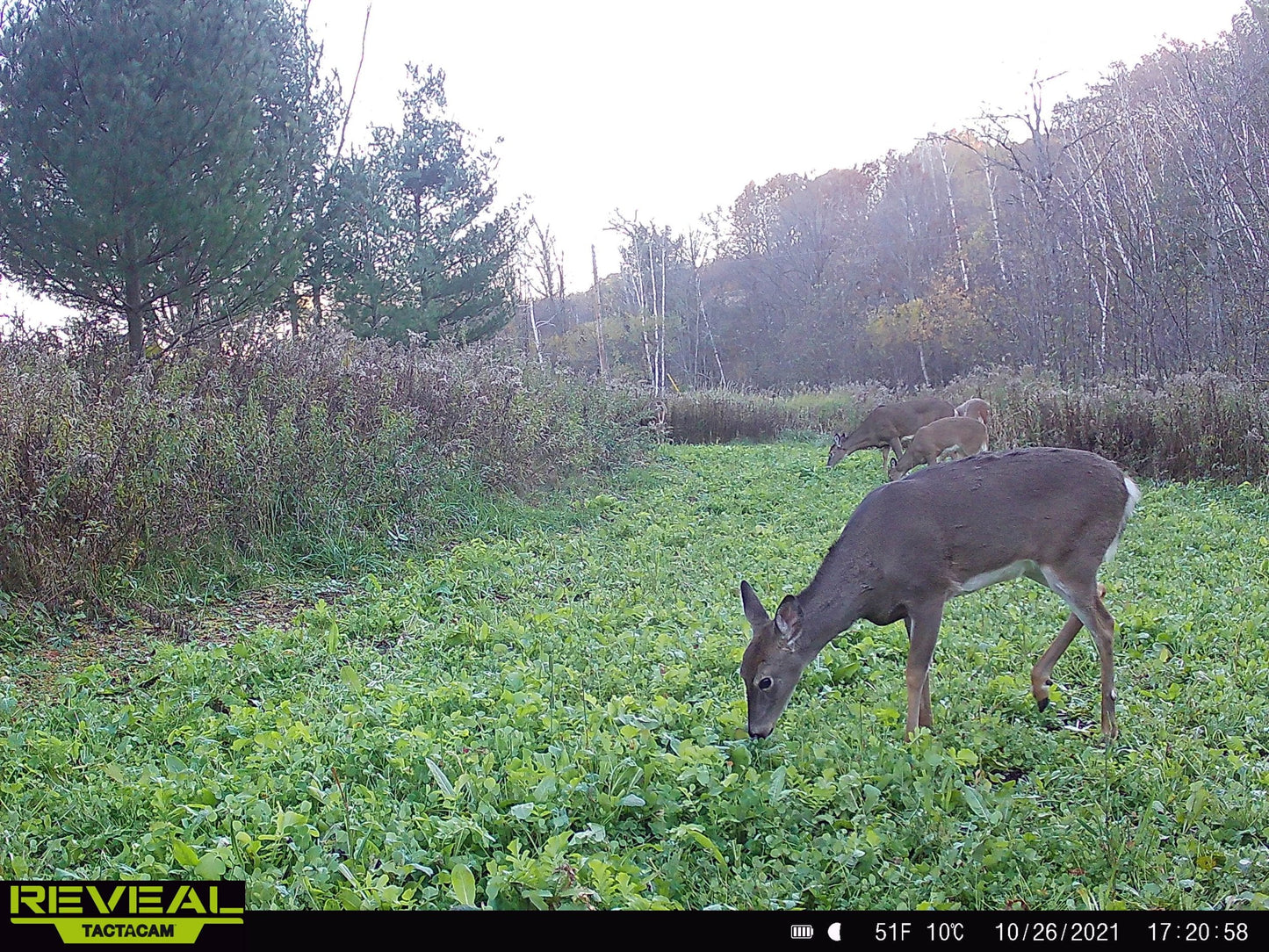 No BS™ Food Plot Seed