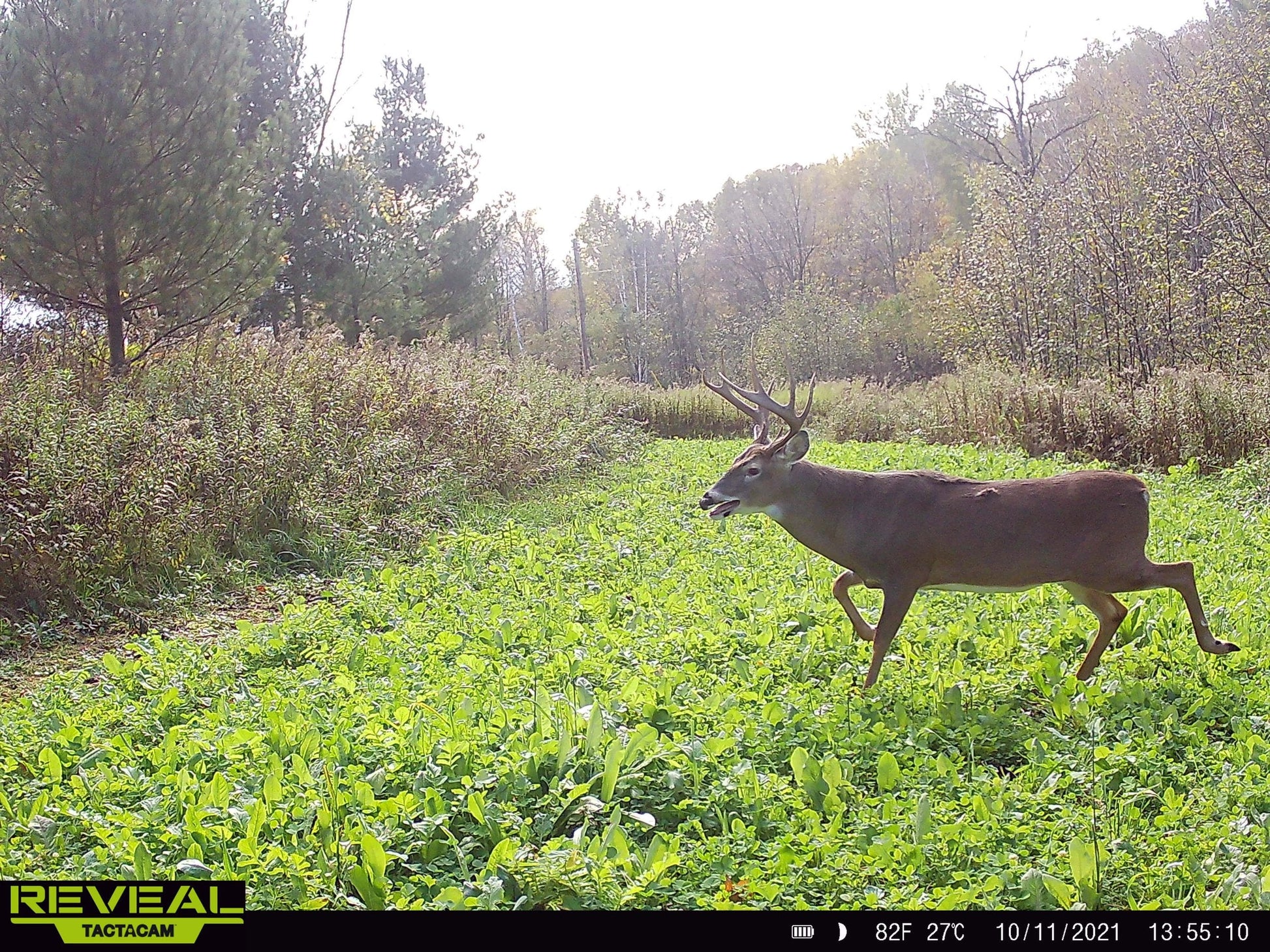 No BS™ Food Plot Seed