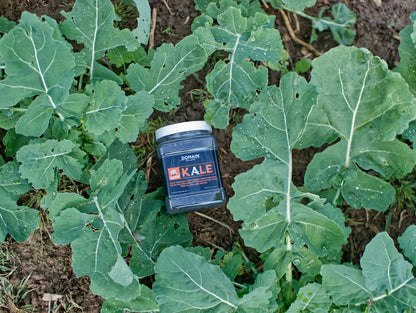 Domain Pounder – Kale Food Plot Seed