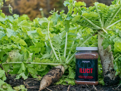 Illicit™ Food Plot Seed