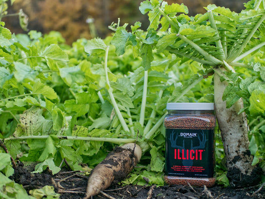 Illicit™ Food Plot Seed