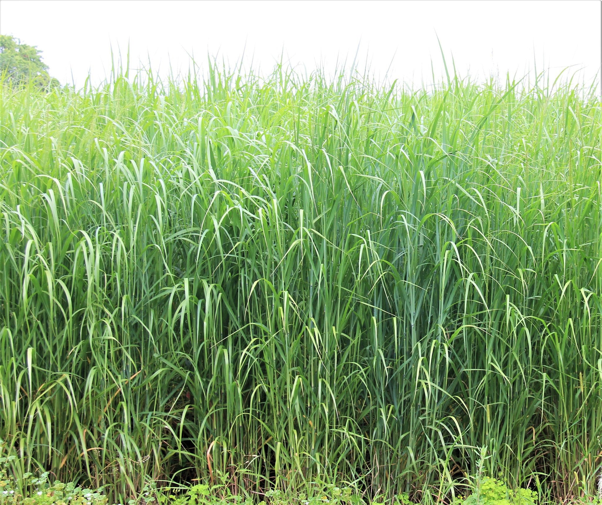 RC Big Rock Switchgrass Food Plot Seed