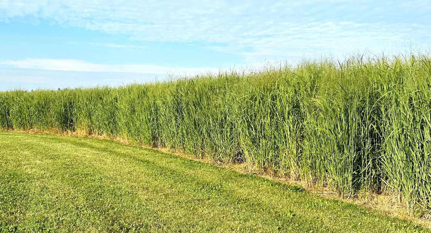 RC Big Rock Switchgrass Food Plot Seed
