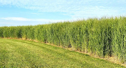 RC Big Rock Switchgrass Food Plot Seed