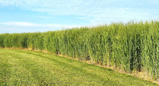 RC Big Rock Switchgrass Food Plot Seed