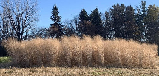 Doman Outdoor RC Sundance Switchgrass Habitat Seed
