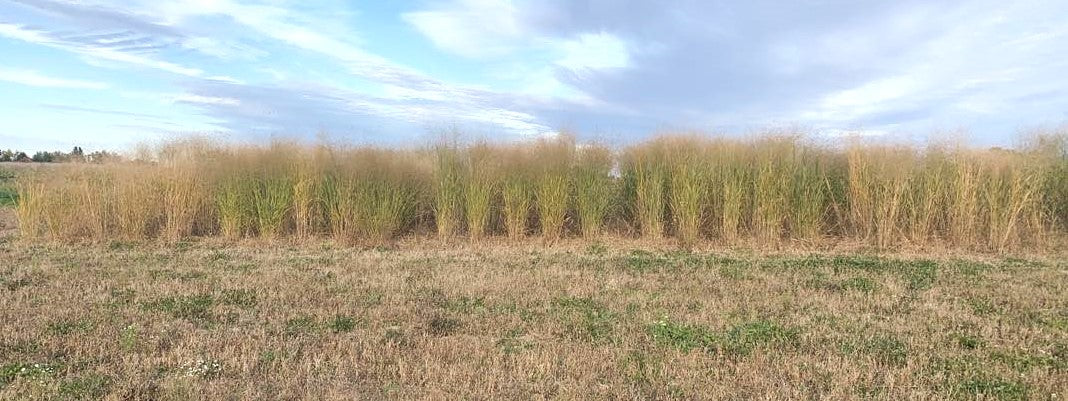 Doman Outdoor RC Sundance Switchgrass Habitat Seed