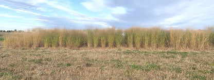 Doman Outdoor RC Sundance Switchgrass Habitat Seed