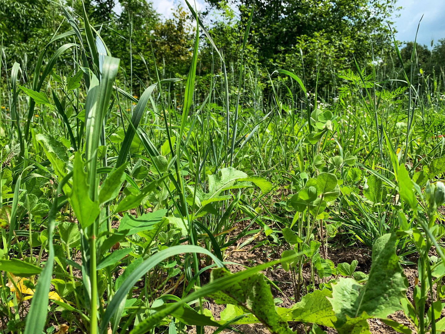 Overhaul™ Food Plot Seed