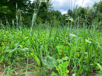 Overhaul™ Food Plot Seed