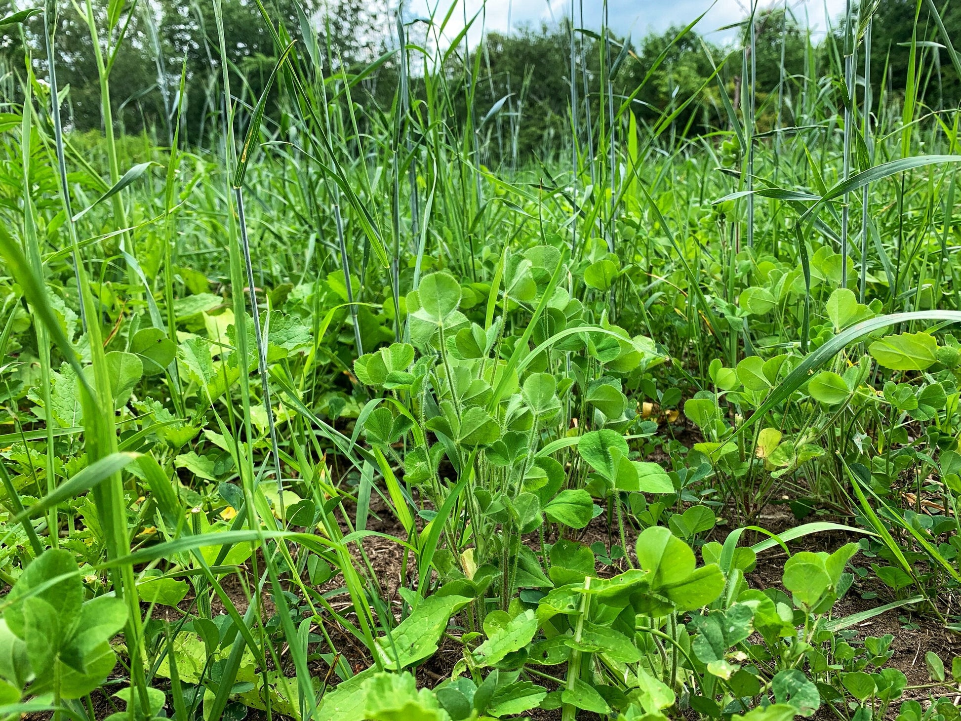 Overhaul™ Food Plot Seed