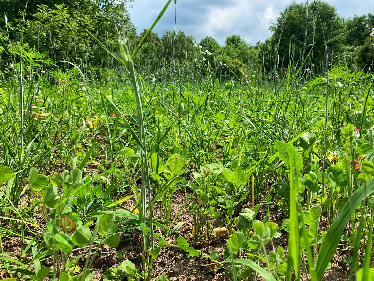 Overhaul™ Food Plot Seed