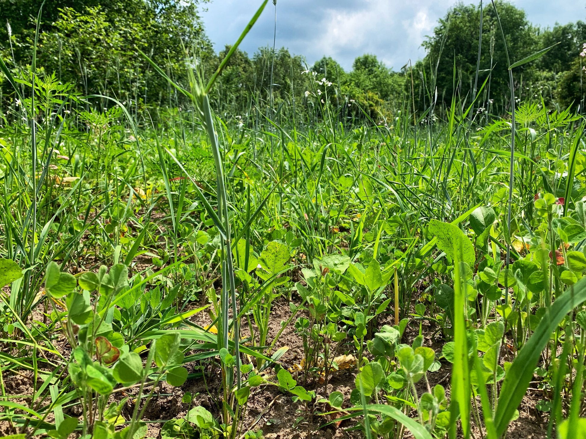 Overhaul™ Food Plot Seed