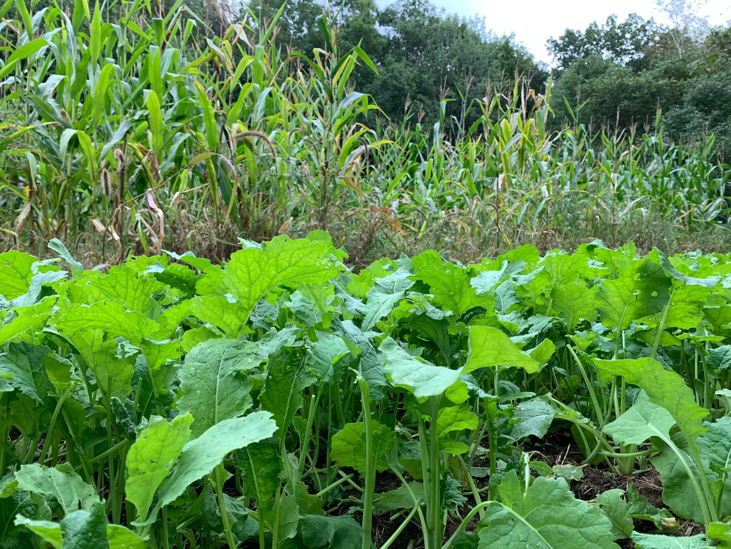 Show Stopper™ Food Plot Seed