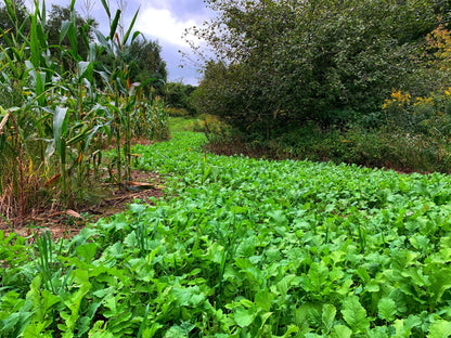 Sugar Momma™ Food Plot Seed
