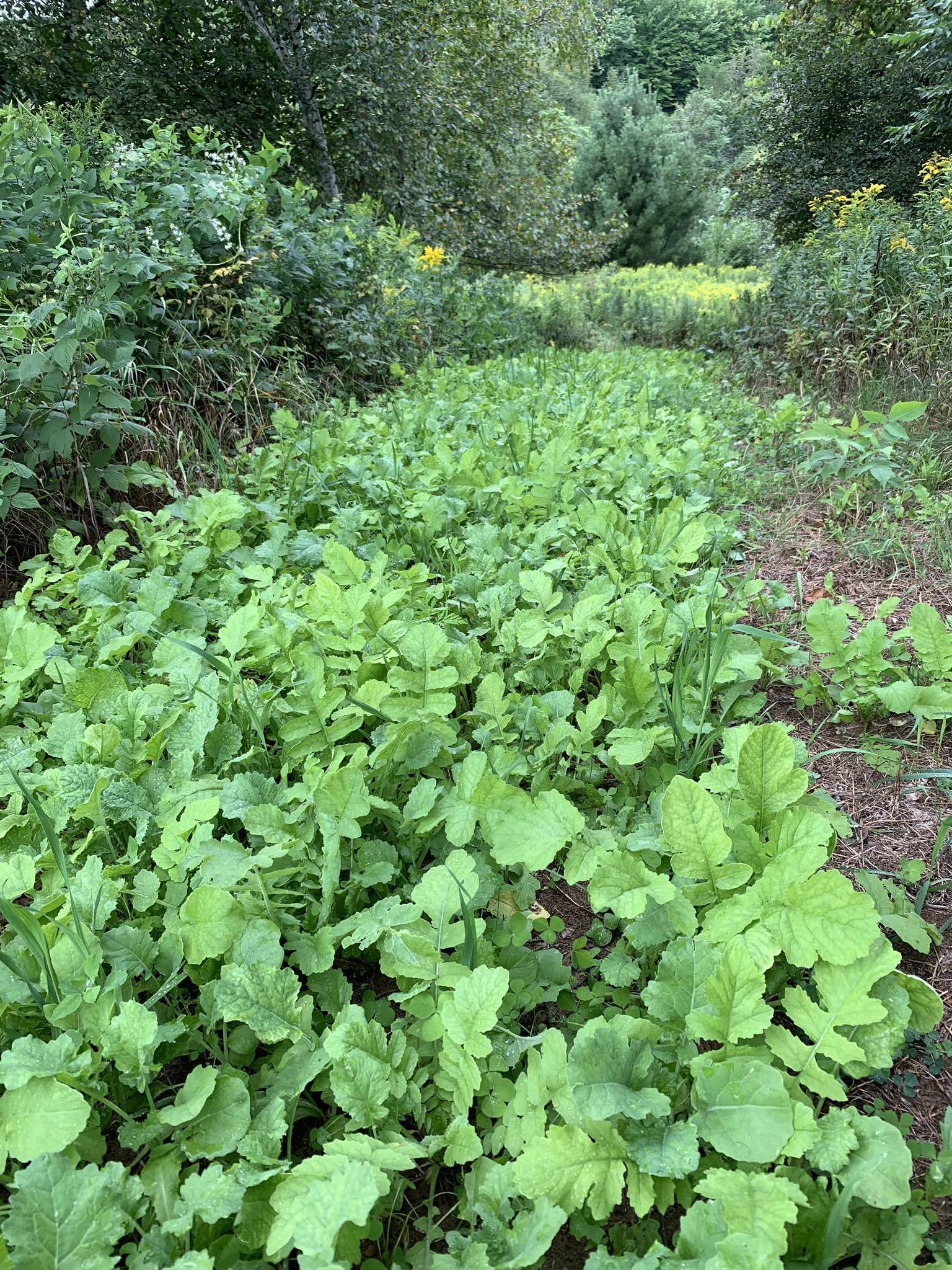 No BS™ Food Plot Seed