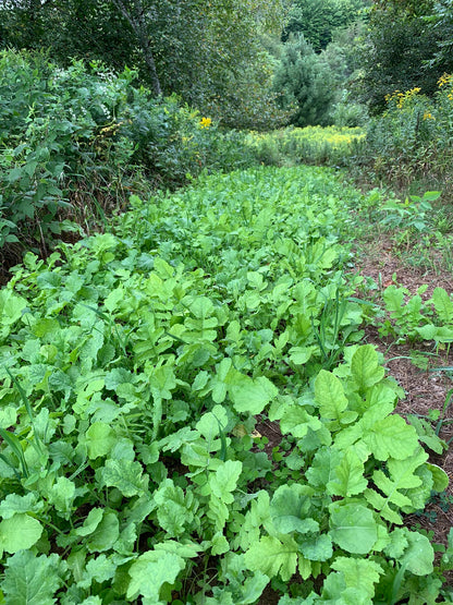 No BS™ Food Plot Seed