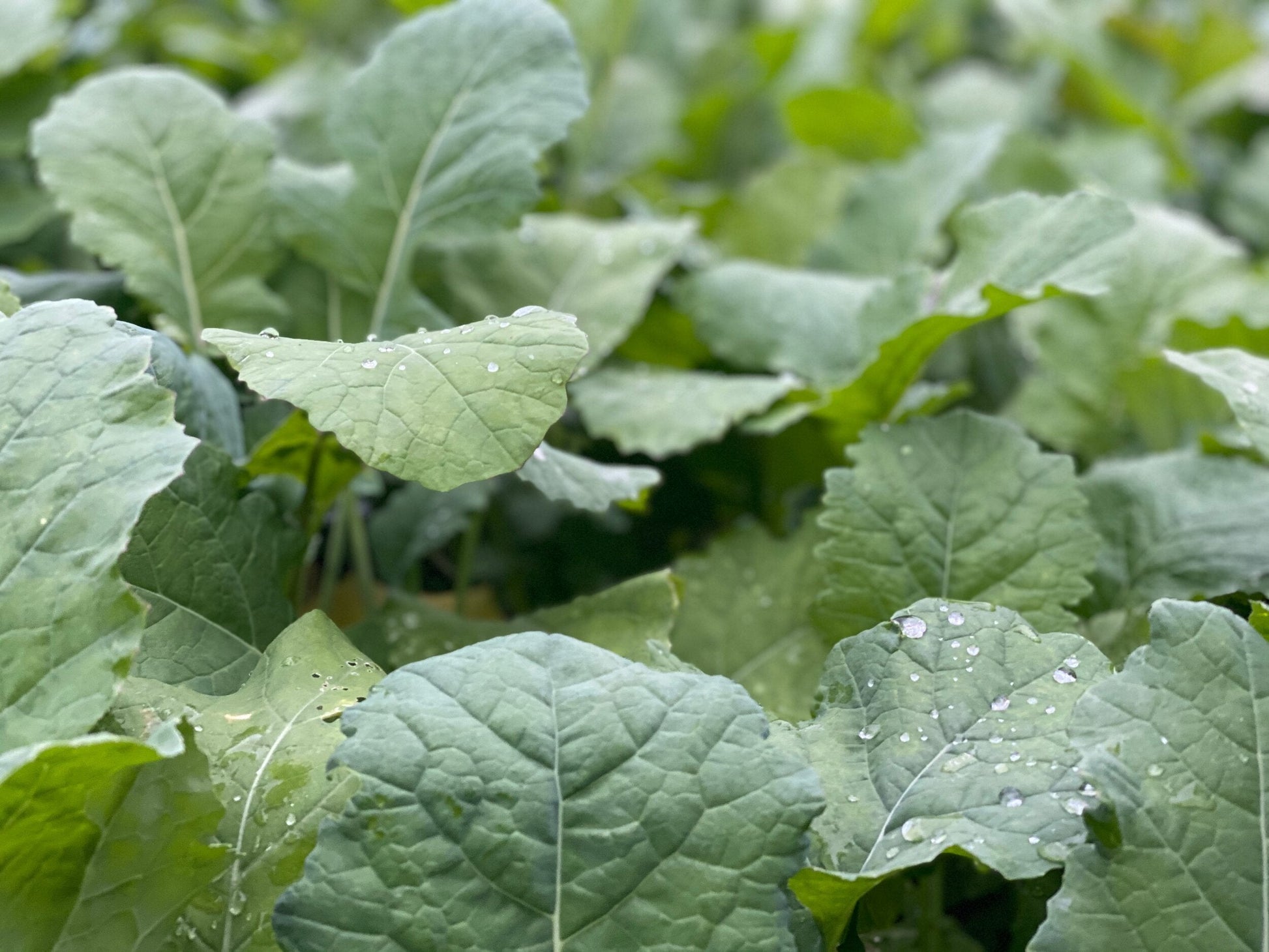 Smack Down™ Food Plot Seed