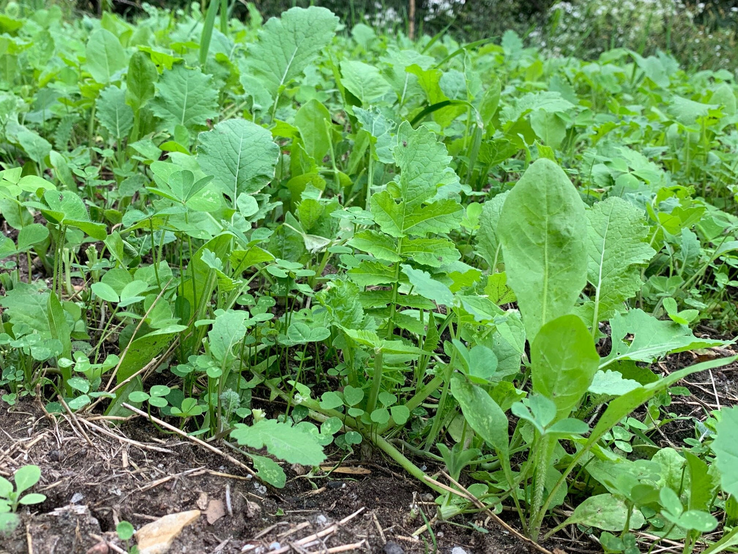 Sugar Momma™ Food Plot Seed