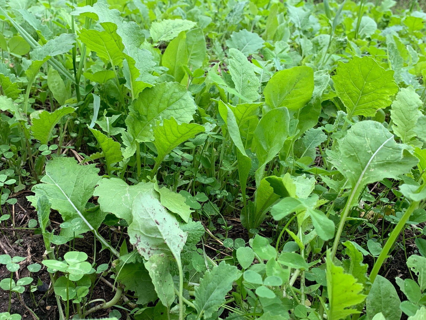 Sugar Momma™ Food Plot Seed