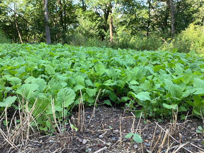 Sugar Momma™ Food Plot Seed