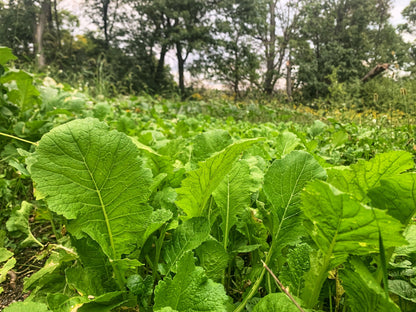 Bombshell™ Food Plot Seed