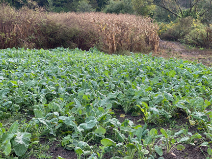 Wingman™ Food Plot Seed