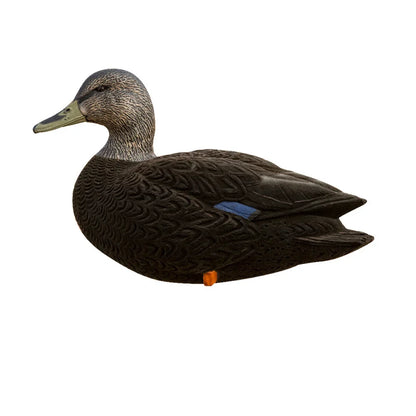 Avian-X AXF Black Duck upright hen decoy, single side profile view on white background