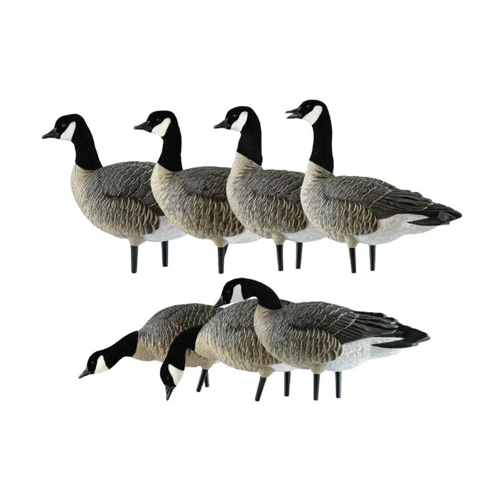 Avian-X AXF Lessers Outfitter Pack 12 lesser Canada goose decoys arranged in upright and feeder poses